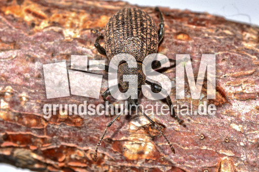 Kompakter Dickmaulrüssler (12).jpg